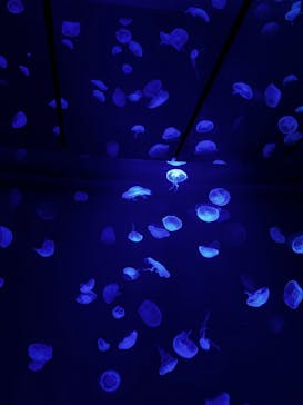 サンシャイン水族館に投稿された画像（2022/9/8）