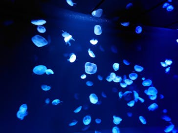 サンシャイン水族館に投稿された画像（2022/9/8）