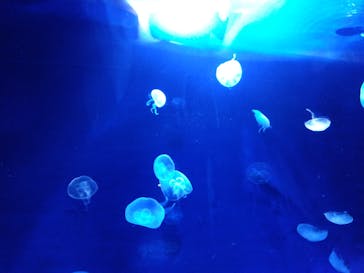 サンシャイン水族館に投稿された画像（2022/9/8）