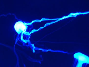 サンシャイン水族館に投稿された画像（2022/9/8）