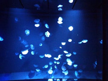 サンシャイン水族館に投稿された画像（2022/9/8）