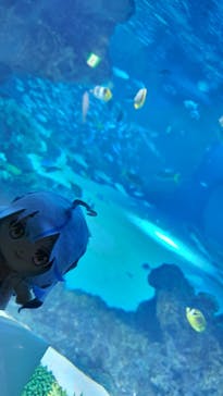 サンシャイン水族館に投稿された画像（2022/9/8）