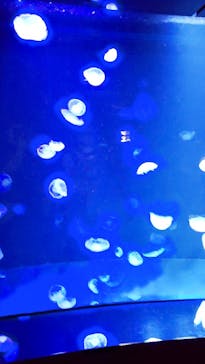 サンシャイン水族館に投稿された画像（2022/9/8）