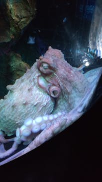 サンシャイン水族館に投稿された画像（2022/9/8）