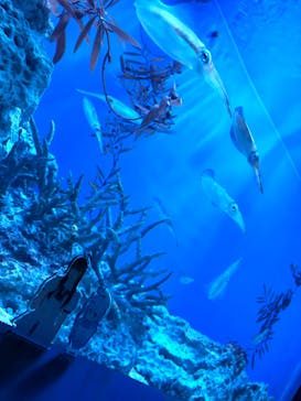 サンシャイン水族館に投稿された画像（2022/9/8）