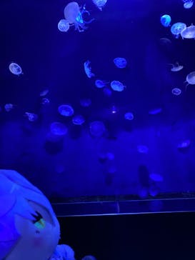 サンシャイン水族館に投稿された画像（2022/9/8）