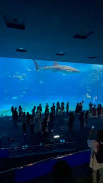 沖縄美ら海水族館に投稿された画像（2022/9/8）