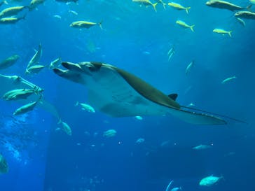 沖縄美ら海水族館に投稿された画像（2022/9/8）