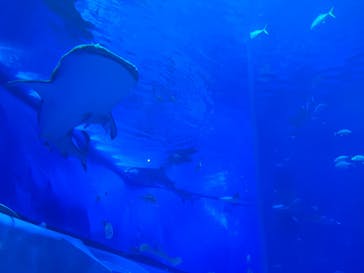 沖縄美ら海水族館に投稿された画像（2022/9/8）