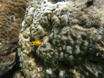 武藤潜水に投稿された画像（2022/9/9）