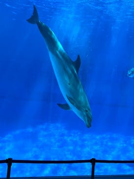 名古屋港水族館に投稿された画像（2022/9/9）