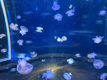 新江ノ島水族館に投稿された画像（2022/9/9）