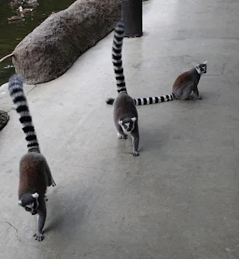 神戸どうぶつ王国に投稿された画像（2022/9/9）