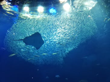 アクアワールド茨城県大洗水族館に投稿された画像（2022/9/9）