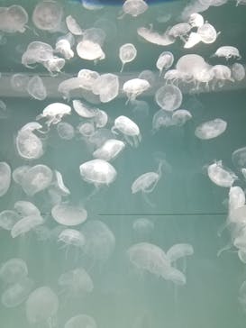 アクアワールド茨城県大洗水族館に投稿された画像（2022/9/9）