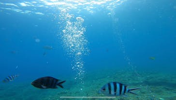 武藤潜水に投稿された画像（2022/9/9）