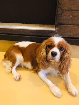 世界の名犬牧場に投稿された画像（2022/9/9）