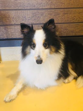 世界の名犬牧場に投稿された画像（2022/9/9）