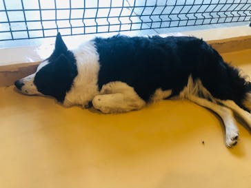 世界の名犬牧場に投稿された画像（2022/9/9）