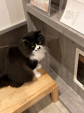 猫カフェモカ　立川店に投稿された画像（2022/9/9）