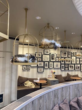 猫カフェモカ　立川店に投稿された画像（2022/9/9）