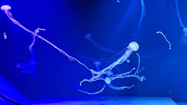 サンシャイン水族館に投稿された画像（2022/9/9）