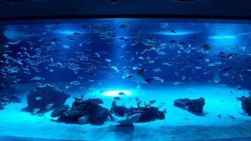 サンシャイン水族館に投稿された画像（2022/9/9）
