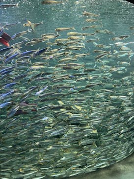 サンシャイン水族館に投稿された画像（2022/9/9）