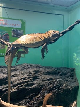 サンシャイン水族館に投稿された画像（2022/9/9）