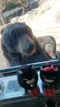 のぼりべつクマ牧場に投稿された画像（2022/9/10）