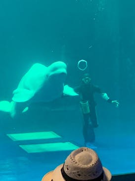 島根県立 しまね海洋館に投稿された画像（2022/9/10）