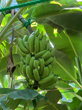 熱川バナナワニ園に投稿された画像（2022/9/10）