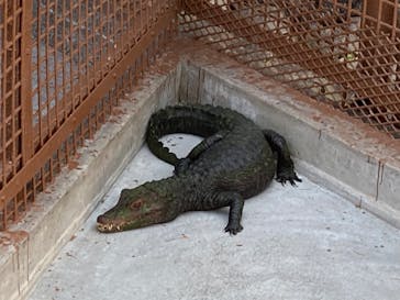 熱川バナナワニ園に投稿された画像（2022/9/10）