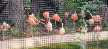 天王寺動物園に投稿された画像（2022/9/10）