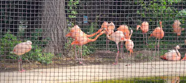 天王寺動物園に投稿された画像（2022/9/10）