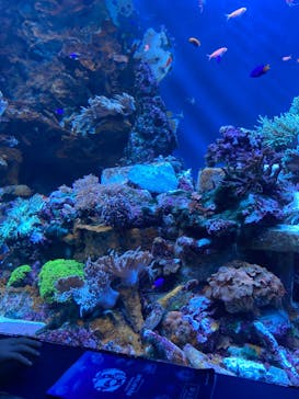 サンシャイン水族館に投稿された画像（2022/9/10）