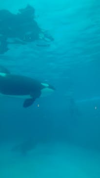 鴨川シーワールドに投稿された画像（2022/9/10）