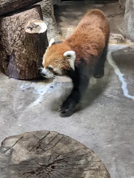 天王寺動物園に投稿された画像（2022/9/10）