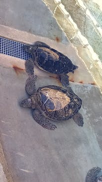新江ノ島水族館に投稿された画像（2022/9/10）
