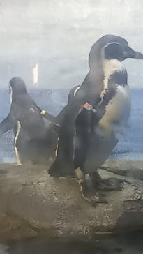 新江ノ島水族館に投稿された画像（2022/9/10）