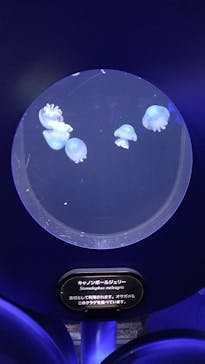 新江ノ島水族館に投稿された画像（2022/9/10）