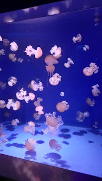 新江ノ島水族館に投稿された画像（2022/9/10）