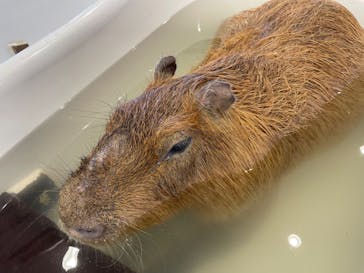 アニタッチみなとみらいに投稿された画像（2022/9/10）