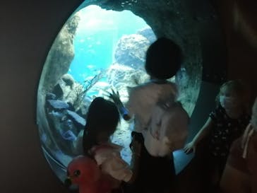 新江ノ島水族館に投稿された画像（2022/9/10）