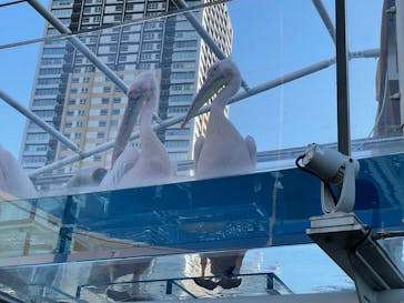 サンシャイン水族館に投稿された画像（2022/9/10）