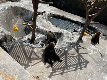 のぼりべつクマ牧場に投稿された画像（2022/9/11）