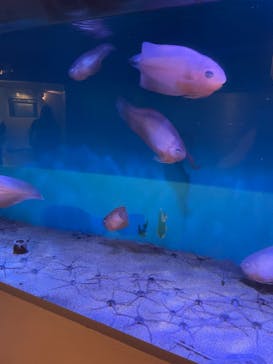 登別マリンパークニクスに投稿された画像（2022/9/11）