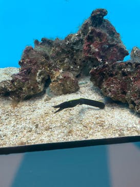 登別マリンパークニクスに投稿された画像（2022/9/11）