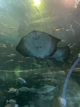 登別マリンパークニクスに投稿された画像（2022/9/11）