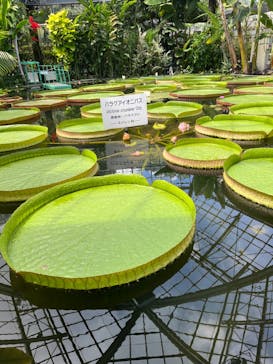 熱川バナナワニ園に投稿された画像（2022/8/31）